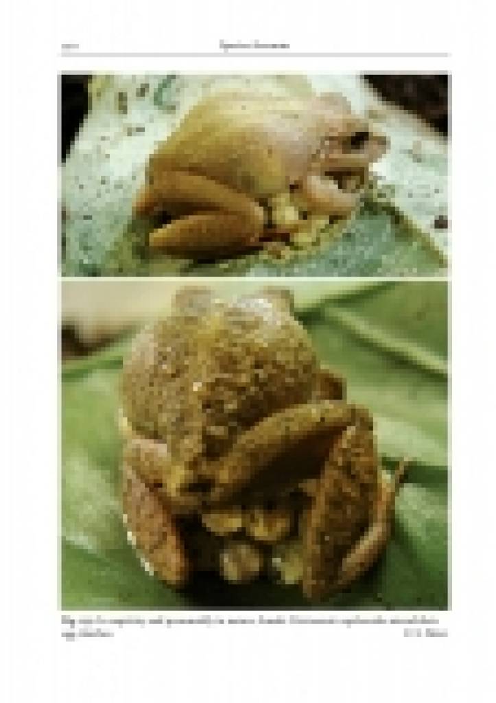 Amphibians and Reptiles of the St. Vincent and Grenada Banks, We
